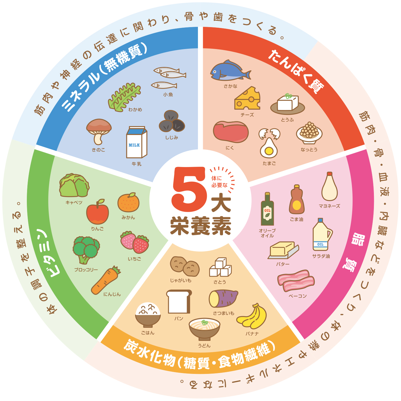 押さえておきたい栄養素:たんぱく質・糖質・脂質・ビタミン・ミネラル